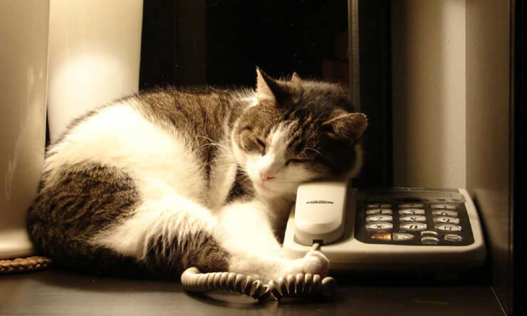 cat into telephone